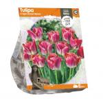 Baltus Tulipa Crispa Sunset Miami tulpen bloembollen per 5 stuks